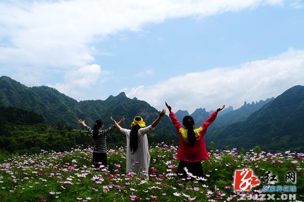 五月遇上格桑花  張家界武陵源一鄉(xiāng)村初夏風(fēng)光迷人